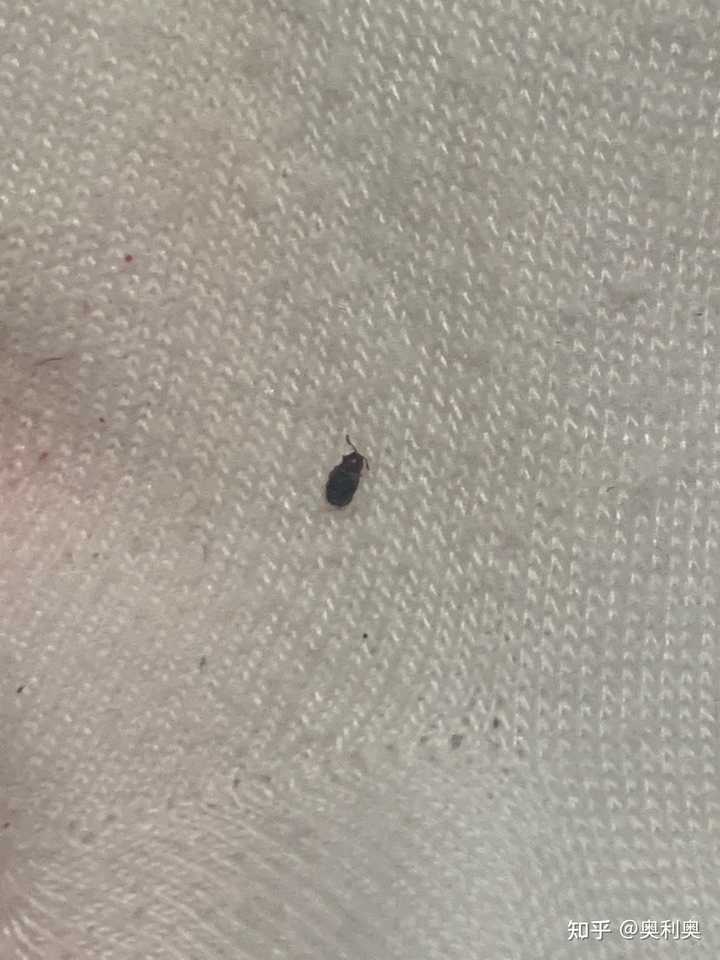 床上爱有虫子什么症状床上爱有虫子什么症状？全面解析与防治建议