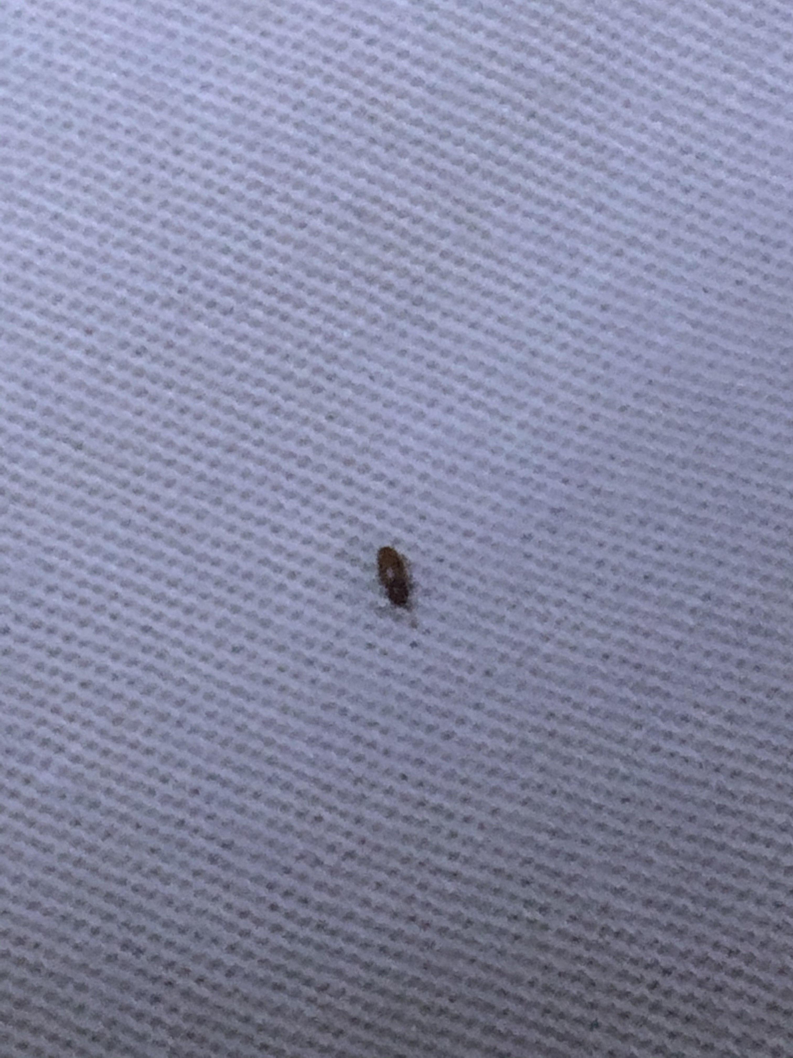 床上发现一种小虫子床上发现小虫子，如何应对与处理