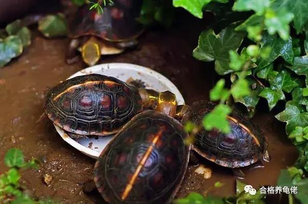 30斤鳄龟“越狱”被路人抱走惊现！30斤鳄龟越狱被路人偶遇抱走，背后故事引人热议